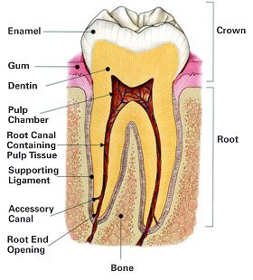 Cracked teeth Cracked teeth
